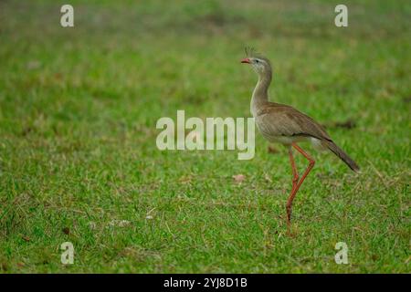 Ein Rotbeinseriema (Cariama cristata) in der Nähe der Aguape Lodge im südlichen Pantanal, Mato Grosso do Sul, Brasilien. Stockfoto