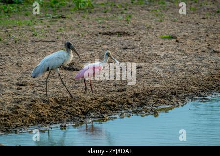 Ein Holzstorch (Mycteria americana) und Rosenlöffler (Platalea ajaja) an einem Teich in der Nähe der Aguape Lodge im südlichen Pantanal, Mato Grosso do Sul, Stockfoto