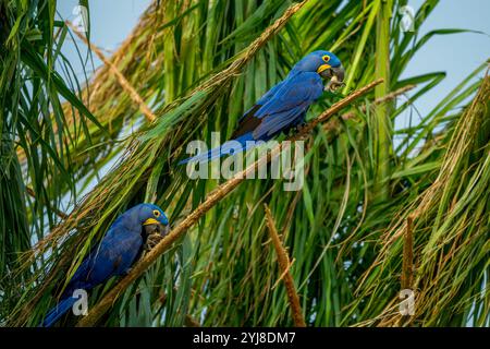 Ein Hyazinthara (Anodorhynchus hyacinthus), der in einem Baum in der Aguape Lodge im südlichen Pantanal, Mato Grosso do Sul, Brasilien, thront. Stockfoto