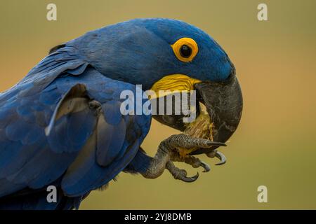 Nahaufnahme eines Hyazinth-Aras (Anodorhynchus hyacinthinus) in einem Baum, der sich an einer Palme ernährt, in der Aguape Lodge im südlichen Pantanal, Mato G Stockfoto