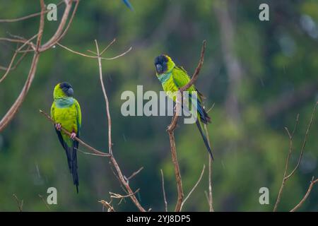 Zwei Nanday-Sittiche (Aratinga nenday), auch bekannt als der Schwarzhaubensittich oder Nanday-Konure, in der Aguape Lodge im südlichen Pantanal, Mato G Stockfoto