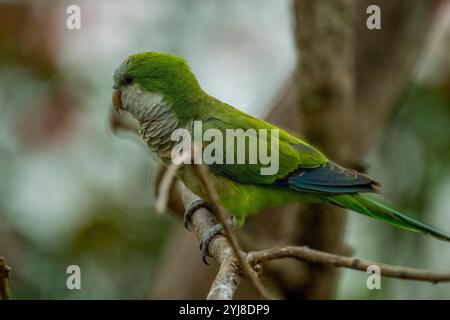 Ein Mönchsittich (Myiopsitta monachus) thronte auf einem Zweig in der Aguape Lodge im südlichen Pantanal, Mato Grosso do Sul, Brasilien. Stockfoto