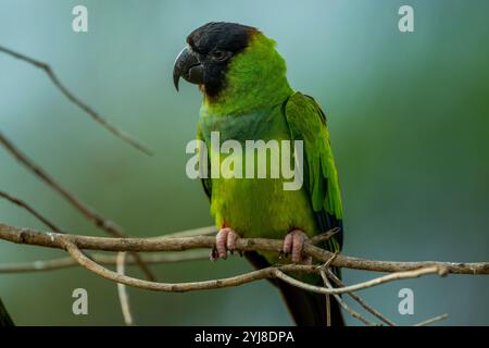 Ein Nanday-Sittich (Aratinga nenday), auch bekannt als Schwarzhauben-Sittich oder Nantag-Conure, in der Aguape Lodge im südlichen Pantanal, Mato Gros Stockfoto