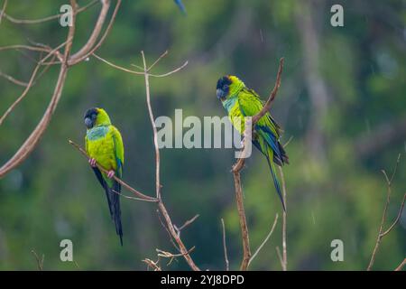 Zwei Nanday-Sittiche (Aratinga nenday), auch bekannt als der Schwarzhaubensittich oder Nanday-Konure, in der Aguape Lodge im südlichen Pantanal, Mato G Stockfoto