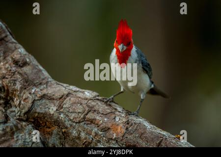 Ein Rotwappen-Kardinal (Paroaria coronata) auf einem Zweig in der Aguape Lodge im südlichen Pantanal, Mato Grosso do Sul, Brasilien. Stockfoto