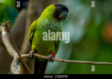 Ein Nanday-Sittich (Aratinga nenday), auch bekannt als Schwarzhauben-Sittich oder Nantag-Conure, in der Aguape Lodge im südlichen Pantanal, Mato Gros Stockfoto