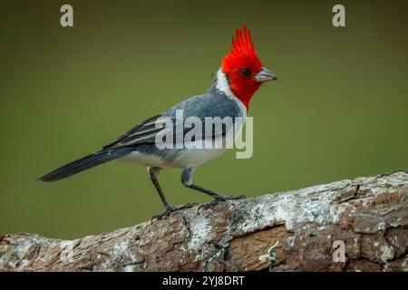 Ein Rotwappen-Kardinal (Paroaria coronata) auf einem Zweig in der Aguape Lodge im südlichen Pantanal, Mato Grosso do Sul, Brasilien. Stockfoto