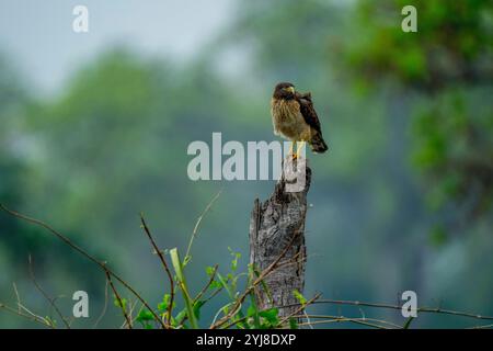 Ein Falke am Straßenrand (Rupornis magnirostris), der auf einem Baumstamm in der Nähe der Aguape Lodge im südlichen Pantanal, Mato Grosso do Sul, Brasilien, thront. Stockfoto