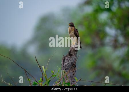 Ein Falke am Straßenrand (Rupornis magnirostris), der auf einem Baumstamm in der Nähe der Aguape Lodge im südlichen Pantanal, Mato Grosso do Sul, Brasilien, thront. Stockfoto