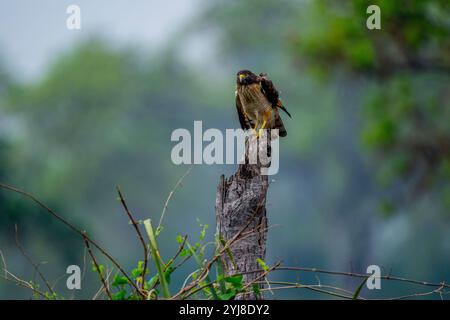 Ein Falke am Straßenrand (Rupornis magnirostris), der auf einem Baumstamm in der Nähe der Aguape Lodge im südlichen Pantanal, Mato Grosso do Sul, Brasilien, thront. Stockfoto