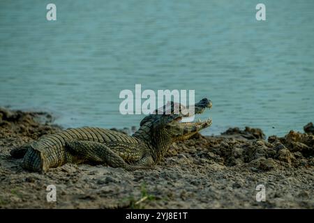 Ein Yacare-Kaiman (Caiman yacare) mit offenem Mund an einem Strand in der Nähe der Aguape Lodge im südlichen Pantanal, Mato Grosso do Sul, Brasilien. Stockfoto