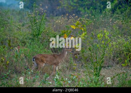 Ein männlicher Pampas-Hirsch (Ozotoceros bezoarticus) in der Nähe der Aguape Lodge im südlichen Pantanal, Mato Grosso do Sul, Brasilien. Stockfoto