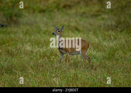 Ein weibliches Pampas-Hirsch (Ozotoceros bezoarticus) in der Nähe der Aguape Lodge im südlichen Pantanal, Mato Grosso do Sul, Brasilien. Stockfoto