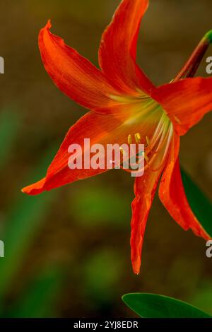 Amaryllis blüht in einem Garten in der Nähe von Bonito, Mato Grosso do Sul, Brasilien. Stockfoto