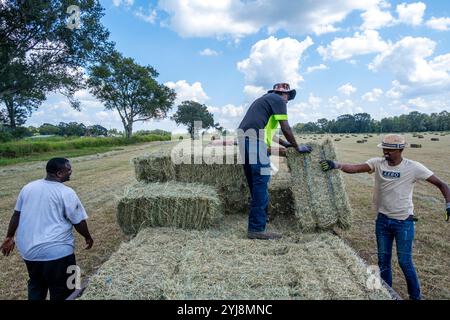 Afroamerikanische Landarbeiter stapeln Heuballen in Arnaudville, Louisiana, USA Stockfoto