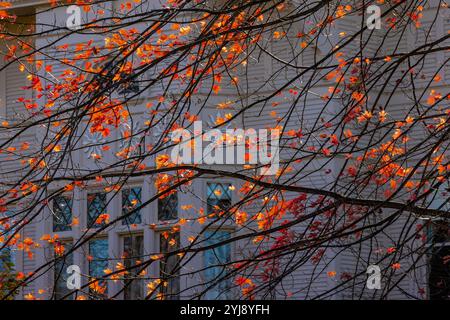 Herbstahornblätter vor einem klassischen alten Gebäude in Traverse City, Michigan, USA [keine Veröffentlichungen; nur redaktionelle Lizenzierung] Stockfoto