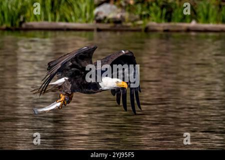 Preis Gefangen Stockfoto