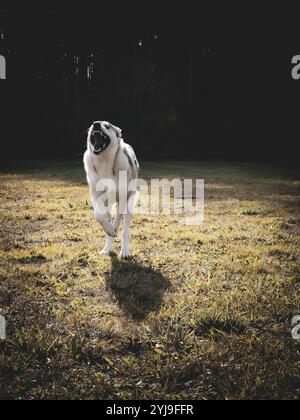 Gemischter Hund, der über ein Feld in einem Hundepark läuft Stockfoto