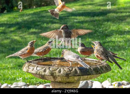 Ein Star versucht, eine Gruppe von Robinen zu stürzen, während sie bei einem Vogelbad trinken. Stockfoto