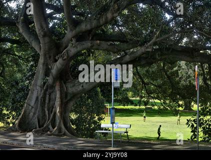 Große alte Moreton Bay Feigenbäume im Rushcutters Bay Park, Sydney, Australien Stockfoto