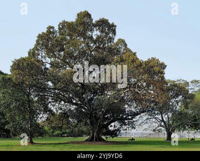 Vollständiger Blick auf einen großen alten Moreton Bay Feigenbaum von den Stützwurzeln bis zur Krone im Rushcutters Bay Park, Sydney, Australien Stockfoto