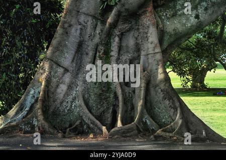 Massive Stamm- und Stützwurzeln eines alten Moreton Bay Feigenbaums im Rushcutters Bay Park, Sydney, Australien Stockfoto