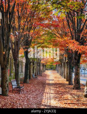 Beach Tree Row auf der Nassau Street im Herbst, Princeton, New Jersey, USA Stockfoto