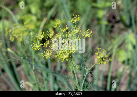 Blume von grünem Dill Fenchel heller verschwommener Hintergrund künstlerischer ausgewählter Fokus Nahaufnahme Stockfoto