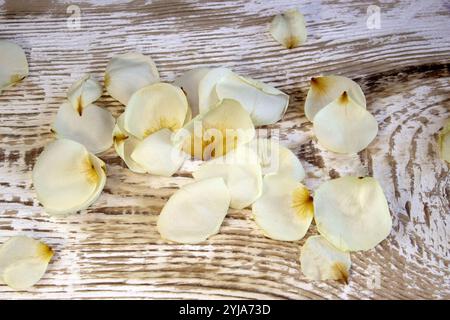 Getrocknete Rosenblätter als Hintergrund. Weiße Rosenblüten, Nahaufnahme auf weißer Textur Stockfoto