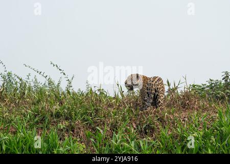 Jaguar spaziert durch grünes Laub entlang des Flussufers im Pantanal Brasilien. Stockfoto