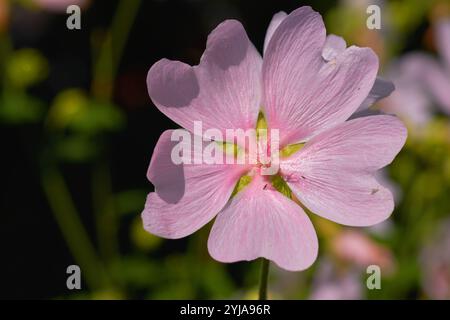 Nahaufnahme, rosa oder Blumen im Garten, botanische Pflanzen oder blühende Pflanzen im Park. Moschusmalve malva thuringiaca, Blüte oder Landschaft Stockfoto