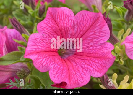 Petunia Surfinia „Hot Pink“ Stockfoto