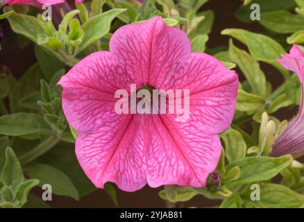 Petunia „Surfinia Hot Pink“ Stockfoto