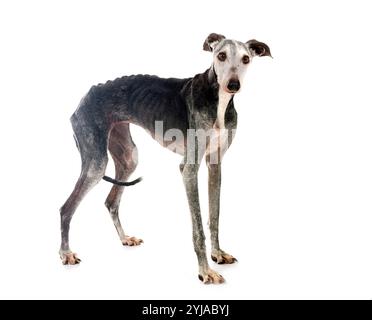 Galgo Espanol vor weißem Hintergrund Stockfoto