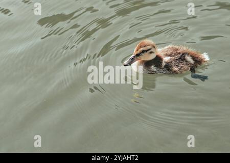 Entlein schwimmt im Wasser. Juvenile Stockenten, Wildente. Kopieren Sie den Raum, platzieren Sie Ihren eigenen Text und Ihr eigenes Design. Stockfoto