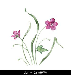 Blumensträuße aus Sommerwald-Geranie. Handgezeichnete Illustration von Wiesenblumen. Lila rosa Blumen und grünes Gras auf isoliertem Hintergrund. Vorlage Stockfoto