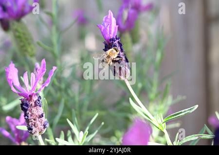 Biene auf französischer Lavendelblüte. Stockfoto