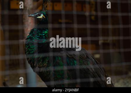 Grüne Pfauenfütterung in einem Schutzkäfig, Zucht seltener Vögel aus der Wildnis, Naturschutzgebiet. Stockfoto