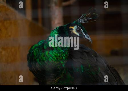 Grüne Pfauenfütterung in einem Schutzkäfig, Zucht seltener Vögel aus der Wildnis, Naturschutzgebiet. Stockfoto