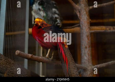 Goldene Fasanfütterung in einem Wildreservat mit lebendigem Gefieder und natürlichem Verhalten in einer geschützten Umgebung.“ Stockfoto