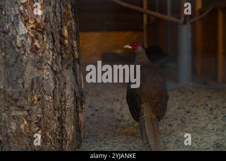 Gewöhnlicher Fasan in einem Schutzkäfig, Tierrettung vor Wildtieren, Züchtung, Pflege und Fütterung seltener Vögel in Volieren. Stockfoto