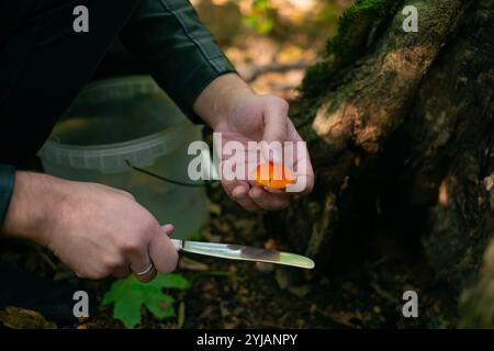 Der Mensch fand Pilze im Wald, Schnitt sie mit einem Messer, um sie in einen Korb zu legen Pilze als Hobby- und Stadtflucht zu suchen. Stockfoto