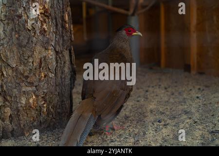 Gewöhnlicher Fasan in einem Schutzkäfig, Tierrettung vor Wildtieren, Züchtung, Pflege und Fütterung seltener Vögel in Volieren. Stockfoto