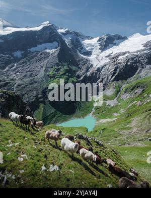 Alpine Berglandschaft mit weidenden Schafen im Nationalpark hohe Tauern, Salzburg Land, Österreich Stockfoto