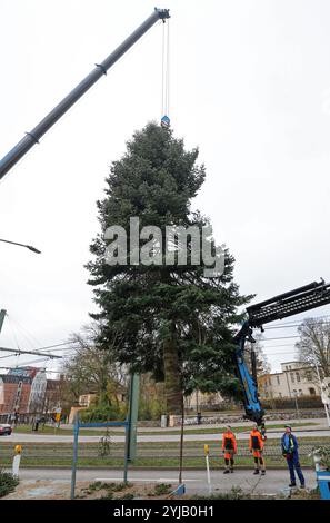 Rostock, Deutschland. November 2024. Der 18 Meter hohe Weihnachtsbaum für den Weihnachtsmarkt der Hansestadt wird mit einem Kran errichtet. Die Silbertanne wiegt etwa drei Tonnen und misst acht Meter an ihrer breitesten Stelle. Der Weihnachtsbaum ist das Flaggschiff des Rostocker Weihnachtsmarktes vom 25.11.-22.12.2024. Quelle: Bernd Wüstneck/dpa/Alamy Live News Stockfoto