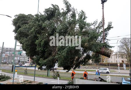 Rostock, Deutschland. November 2024. Der 18 Meter hohe Weihnachtsbaum für den Weihnachtsmarkt der Hansestadt wird mit einem Kran errichtet. Die Silbertanne wiegt etwa drei Tonnen und misst acht Meter an ihrer breitesten Stelle. Der Weihnachtsbaum ist das Flaggschiff des Rostocker Weihnachtsmarktes vom 25.11.-22.12.2024. Quelle: Bernd Wüstneck/dpa/Alamy Live News Stockfoto