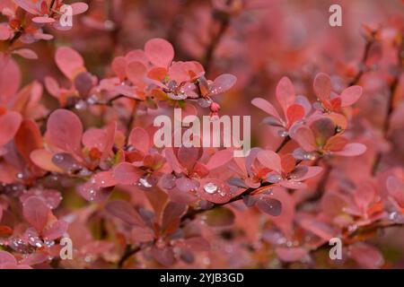 Berberis thunbergii Orange Rocket, Japanische Berberitze Orange Rocket, Berberis thunbergii Painter's Palette, rot-orange Blätter im späten Frühjahr Stockfoto