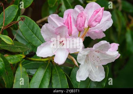 Rhododendron Halopeanum, Rhododendron Weiße Perle, weiße Blüten Kehle von gesprenkelten Karmesin im späten Frühjahr Stockfoto