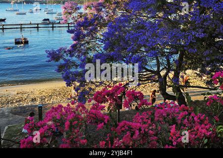 Jacaranda und Bougainvillea blühen an einem sonnigen Nachmittag in der Schwimmhalle Murray Rose im Hafen von Sydney Stockfoto