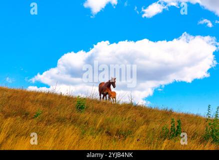 Pferd mit ihrem Baby, das auf einem Hügel steht. Tiere, die Zärtlichkeit und Verbindung in einer natürlichen Umgebung symbolisieren Stockfoto